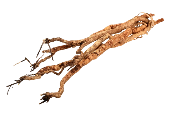 Eurycoma Longifolia (TONGKAT ALI)
