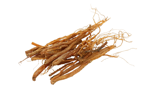 Panax Ginseng