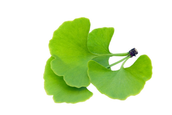 Ginkgo Biloba