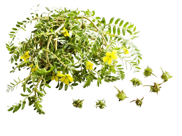 Tribulus Terrestris